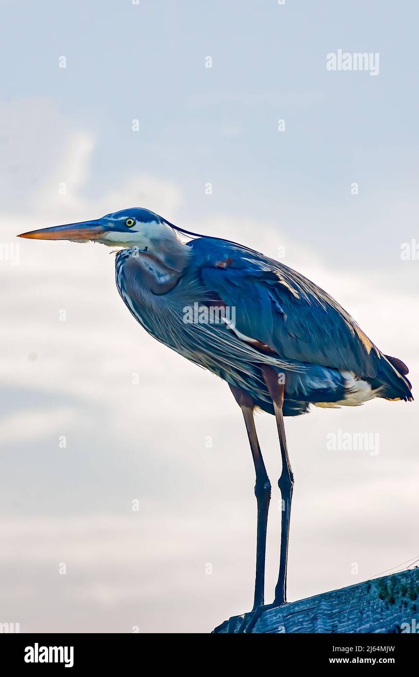 Un héron tricolore (Egretta tricolor) perche sur un poste dans le port de Gulfport, le 24 avril 2022, à Gulfport, Mississippi. Banque D'Images