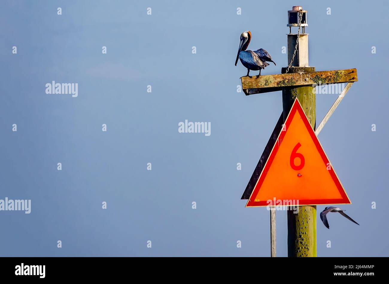Un pélican brun (Pelecanus occidentalis) se trouve sur un marqueur de chenal dans le port de Gulfport, le 24 avril 2022, à Gulfport, Mississippi. Banque D'Images