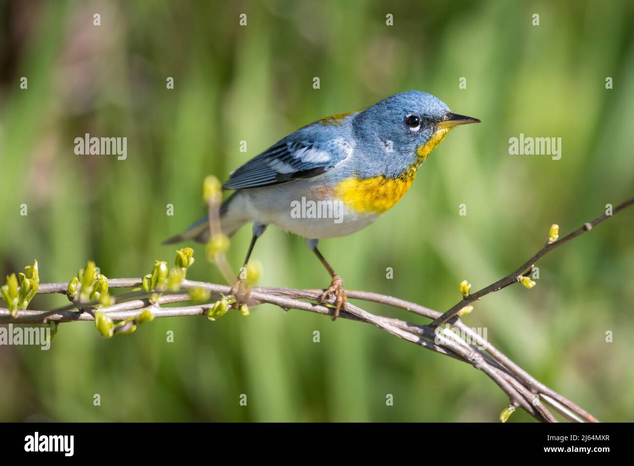 Parula du Nord mâle assis sur la branche avec fond vert Banque D'Images