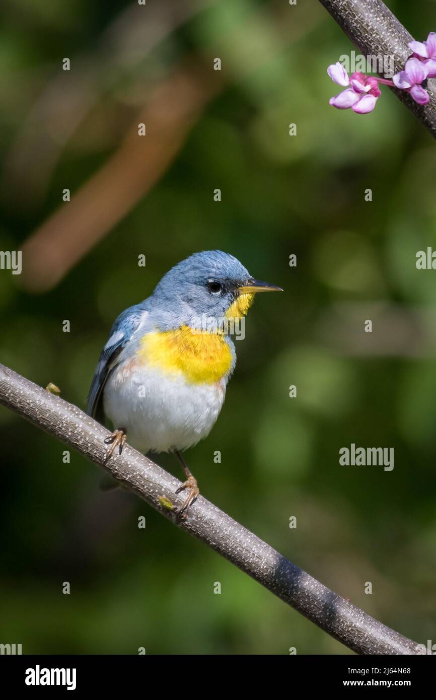 Parula du Nord mâle assis sur la branche avec fond vert Banque D'Images