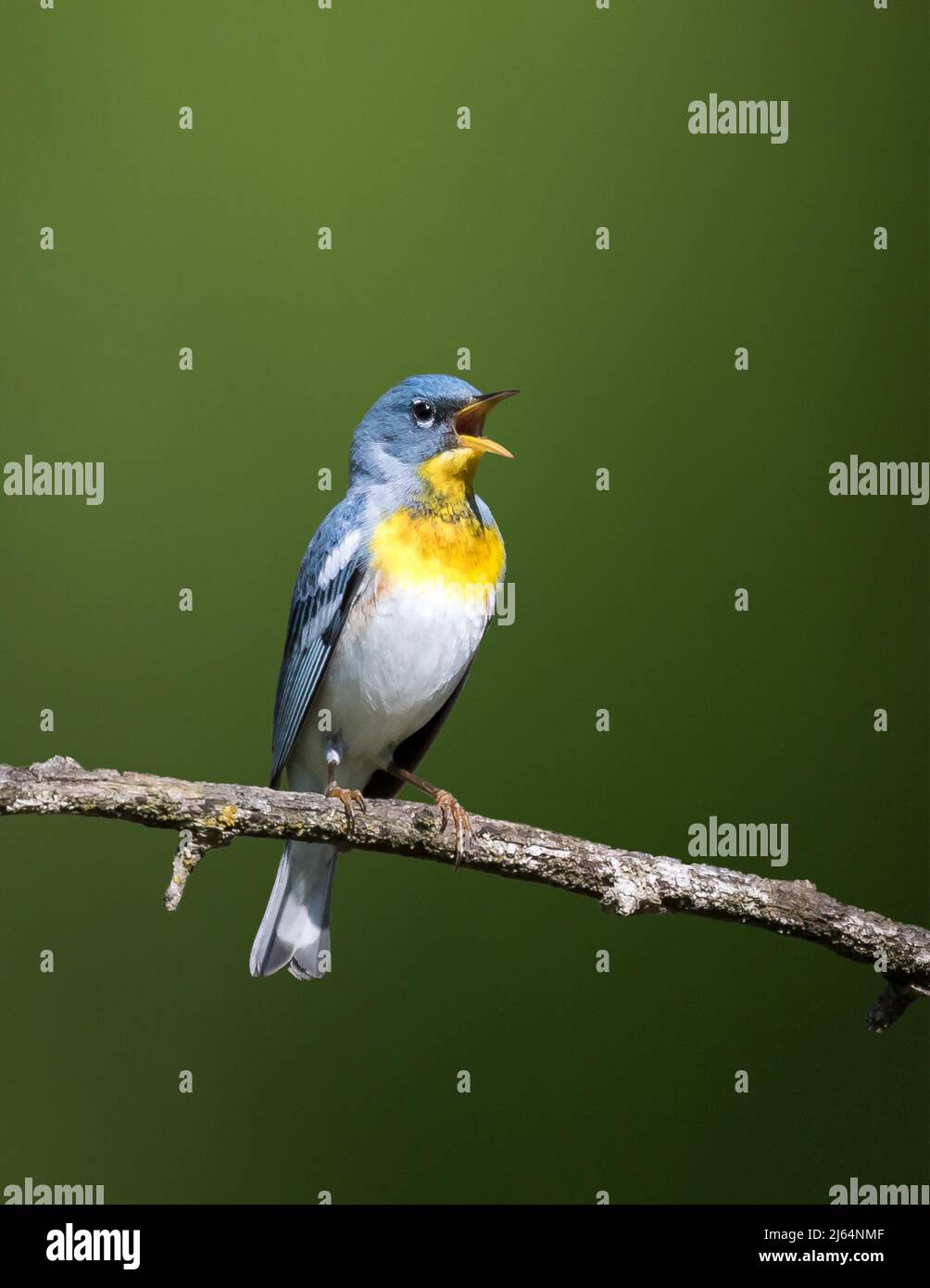 Parula du nord mâle chantant sur la branche avec fond vert Banque D'Images