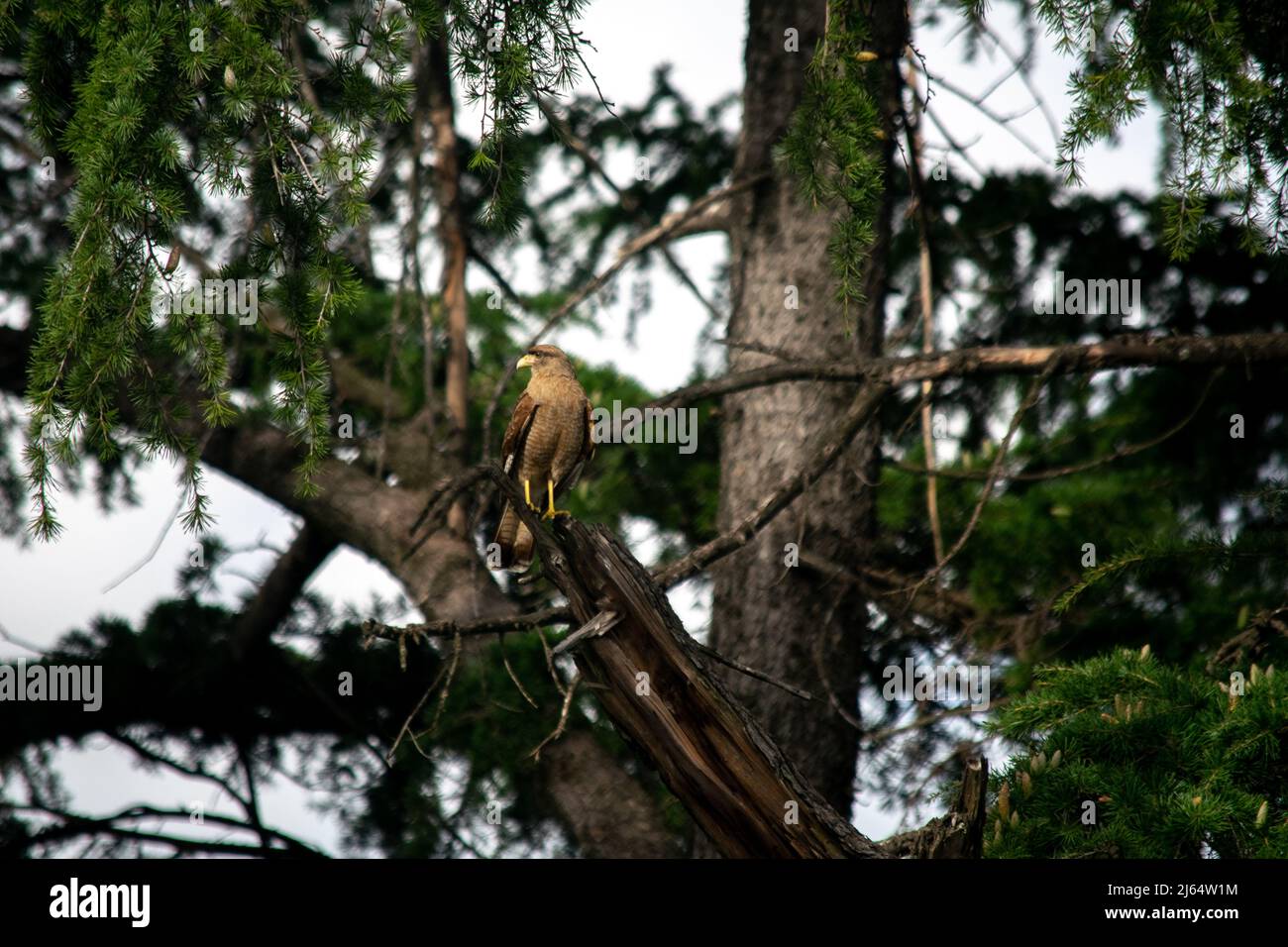 oiseau de proie perché sur les branches d'un pin Banque D'Images