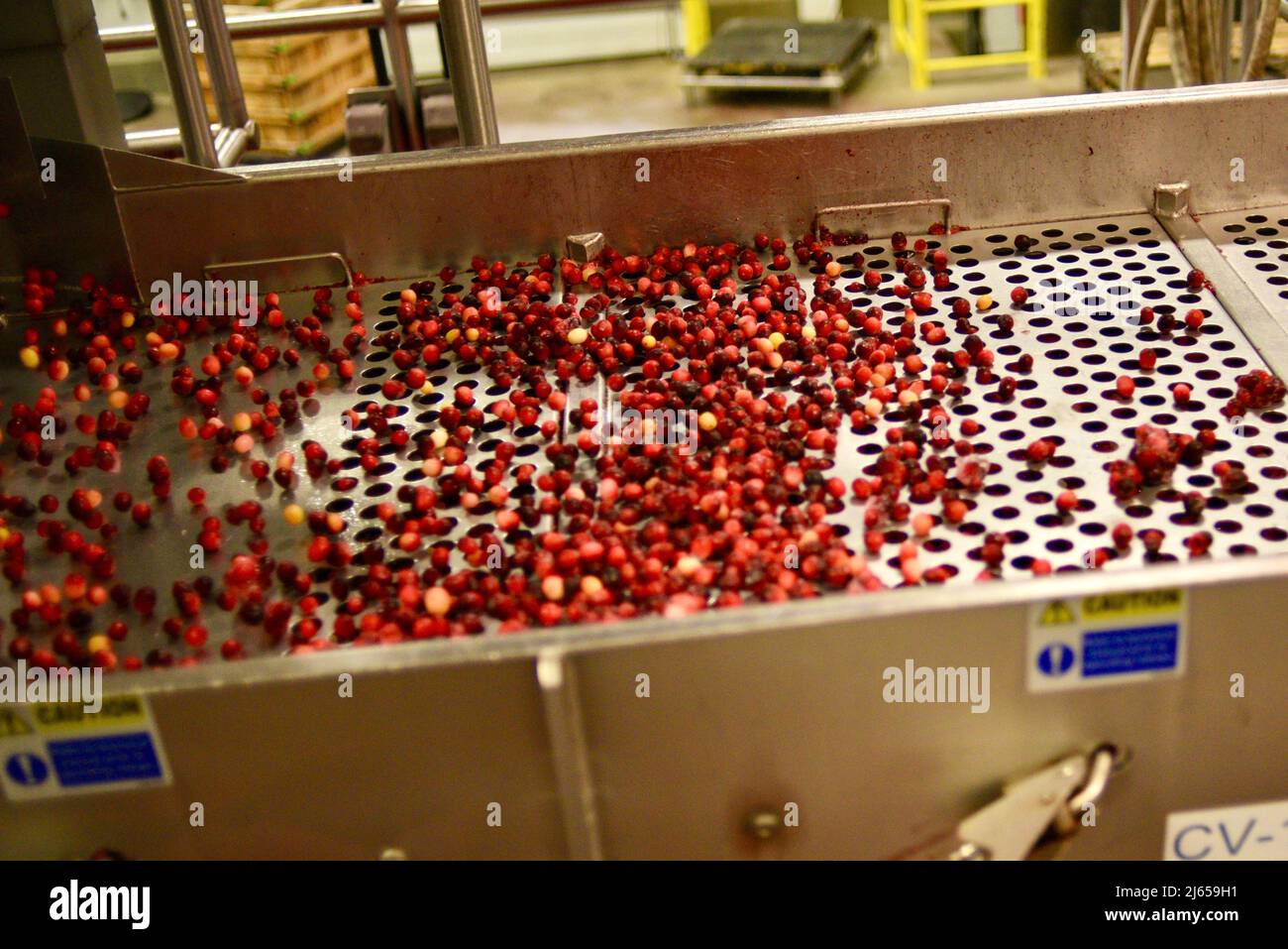 Traitement des canneberges à l'usine moderne et ultramoderne Ocean Spray de Wisconsin Rapids, Wisconsin, États-Unis Banque D'Images