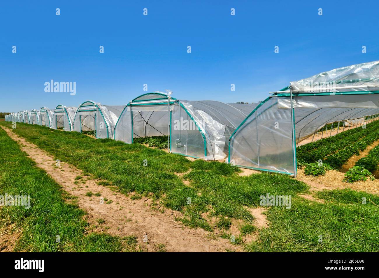 Serres à dôme de tunnel avec plantes de fraise Banque D'Images Serres à dôme de tunnel avec plantes de fraise Banque D'Images
