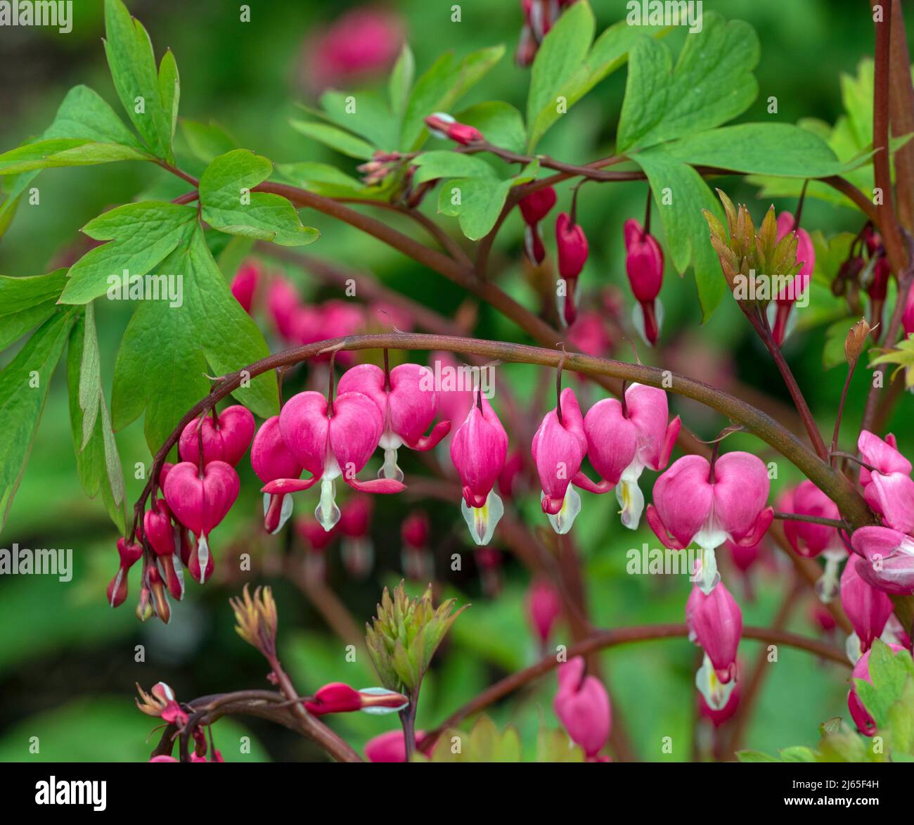 Le cœur-Lamprocapnos spectabilis Plante Banque D'Images