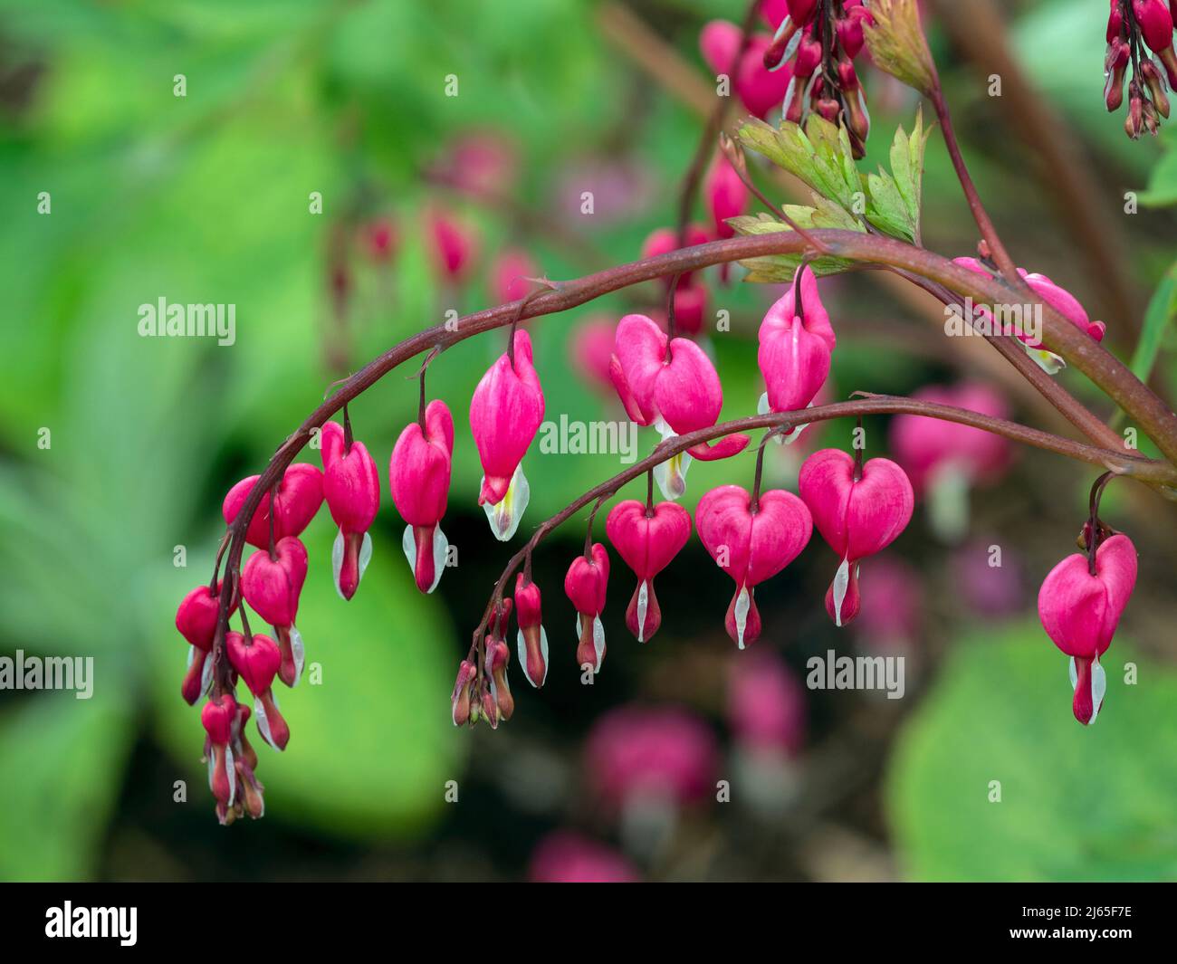 Le cœur-Lamprocapnos spectabilis Plante Banque D'Images