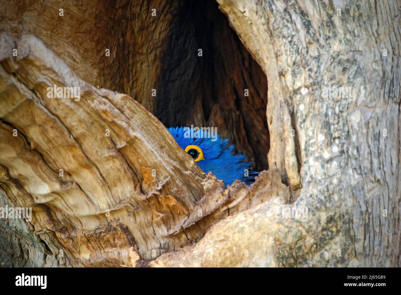Jacinthe Macaw, Anodorhynchus hyacinthinus, grand perroquet bleu dans la cavité du trou de nid d'arbre, oiseau dans l'habitat naturel mato Grosso, Pantanal, Brésil, Sud Banque D'Images