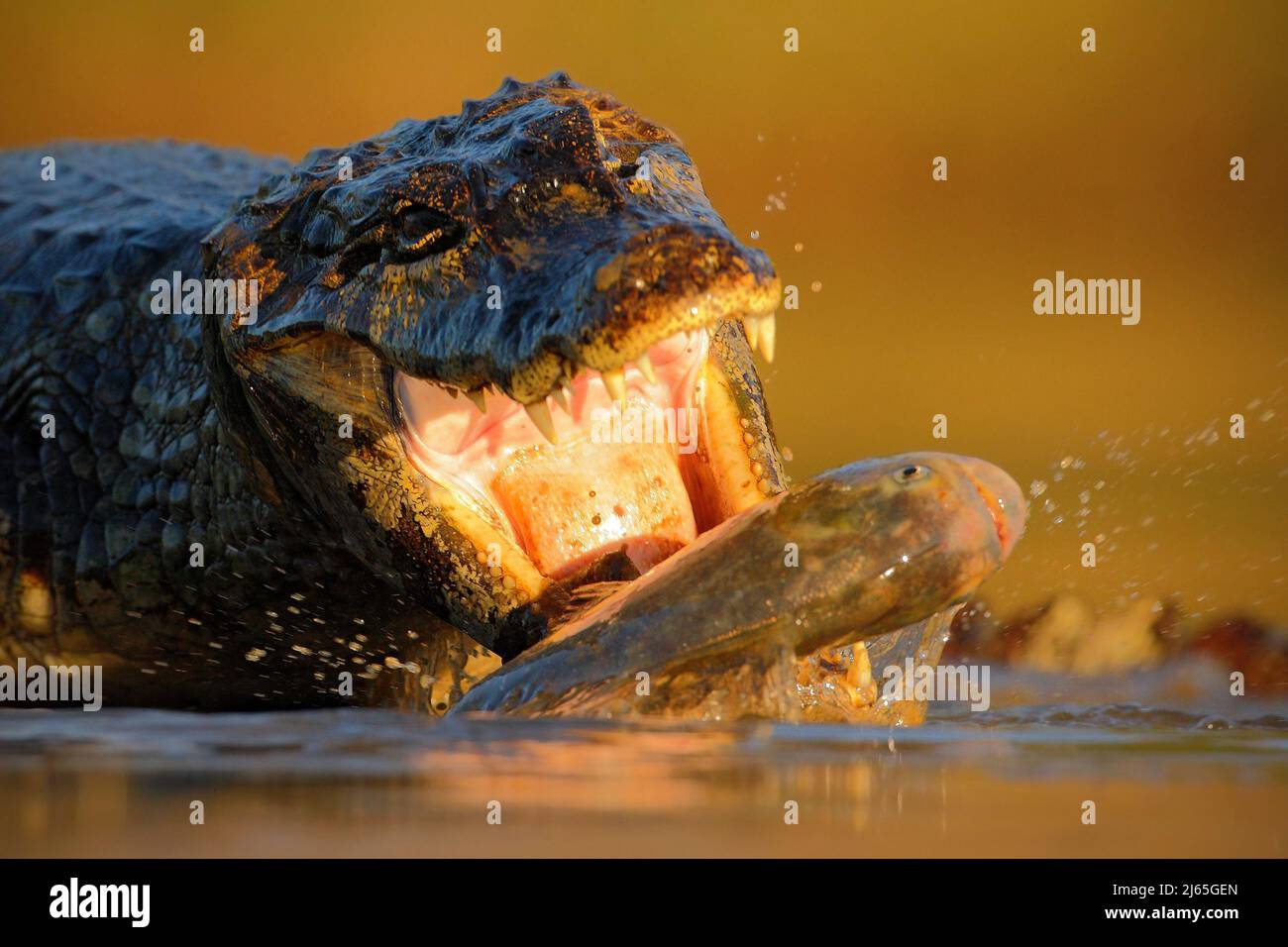 Crocodile Yacaare Caiman, avec des poissons dans le soleil du soir, animal dans l'habitat de la nature, scène d'alimentation d'action, Pantanal, Brésil Banque D'Images