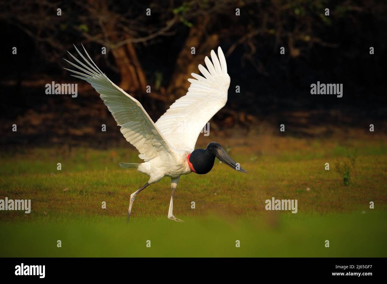 Jabiru, Jabiru mycteria, noir et blanc dans l'oiseau d'eau verte, animal dans l'habitat naturel, Pantanal, Brésil Banque D'Images