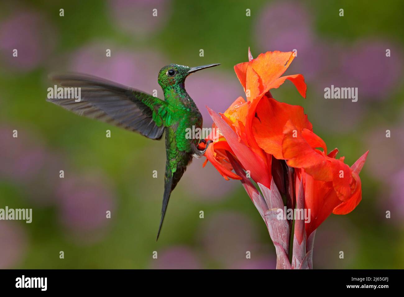 Beau colibri Vert-couronné brillant, Heliodoxa jacula, volant à côté de la belle fleur d'orange avec des fleurs de ping en arrière-plan, la Paz, Costa Banque D'Images