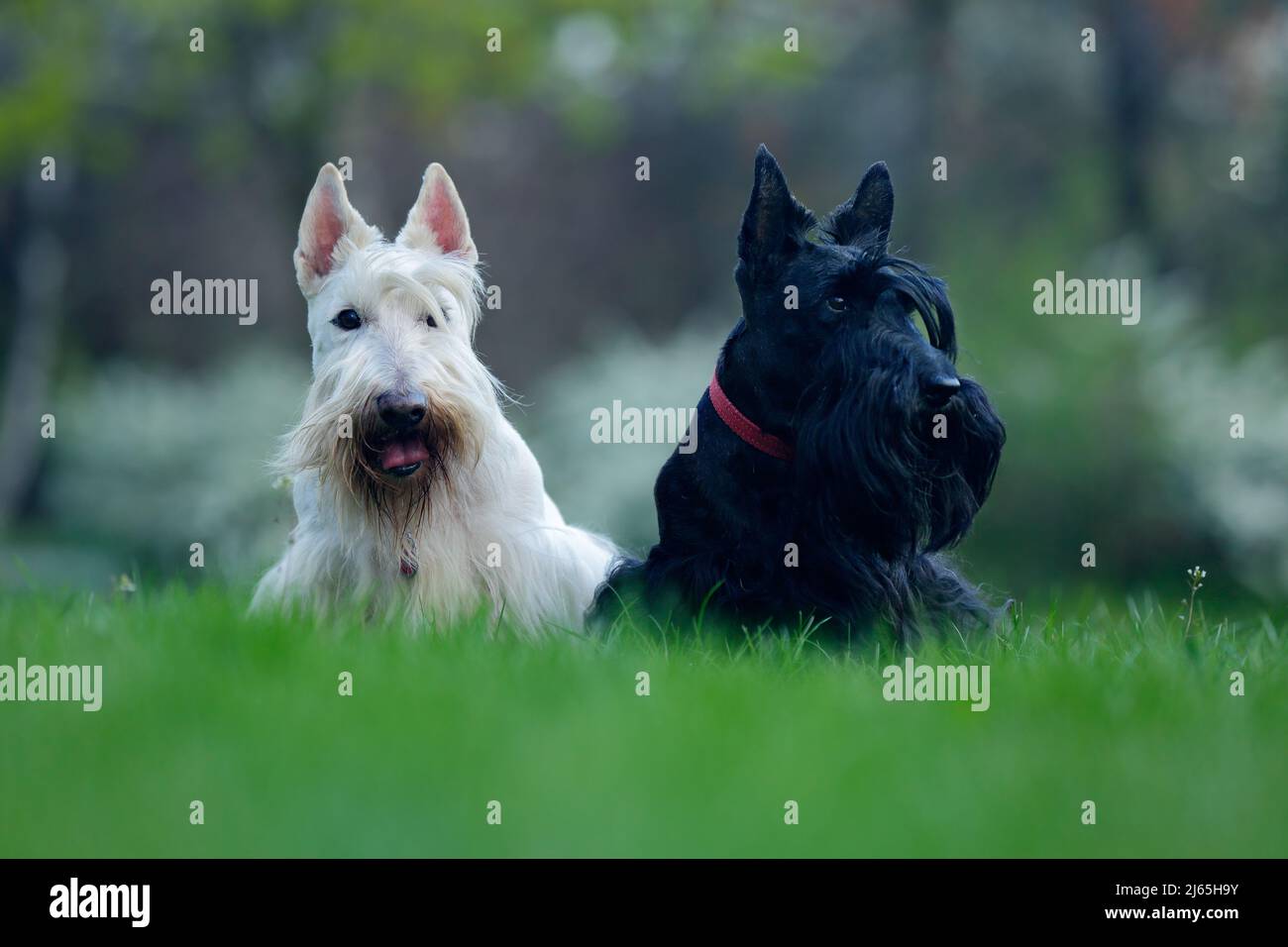 Paire de chien noir et blanc (wheaten), beau terrier écossais, assis sur une pelouse d'herbe verte, forêt de fleurs en arrière-plan, Écosse, Kin Uni Banque D'Images