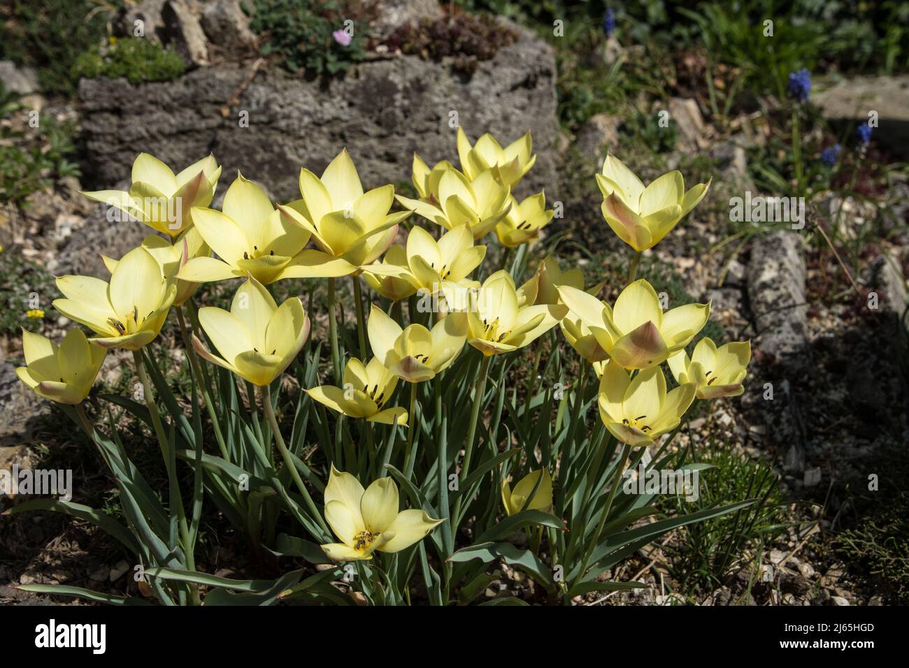 Tulipe fleurie « Honky Tonk » dans le jardin de rochers Banque D'Images