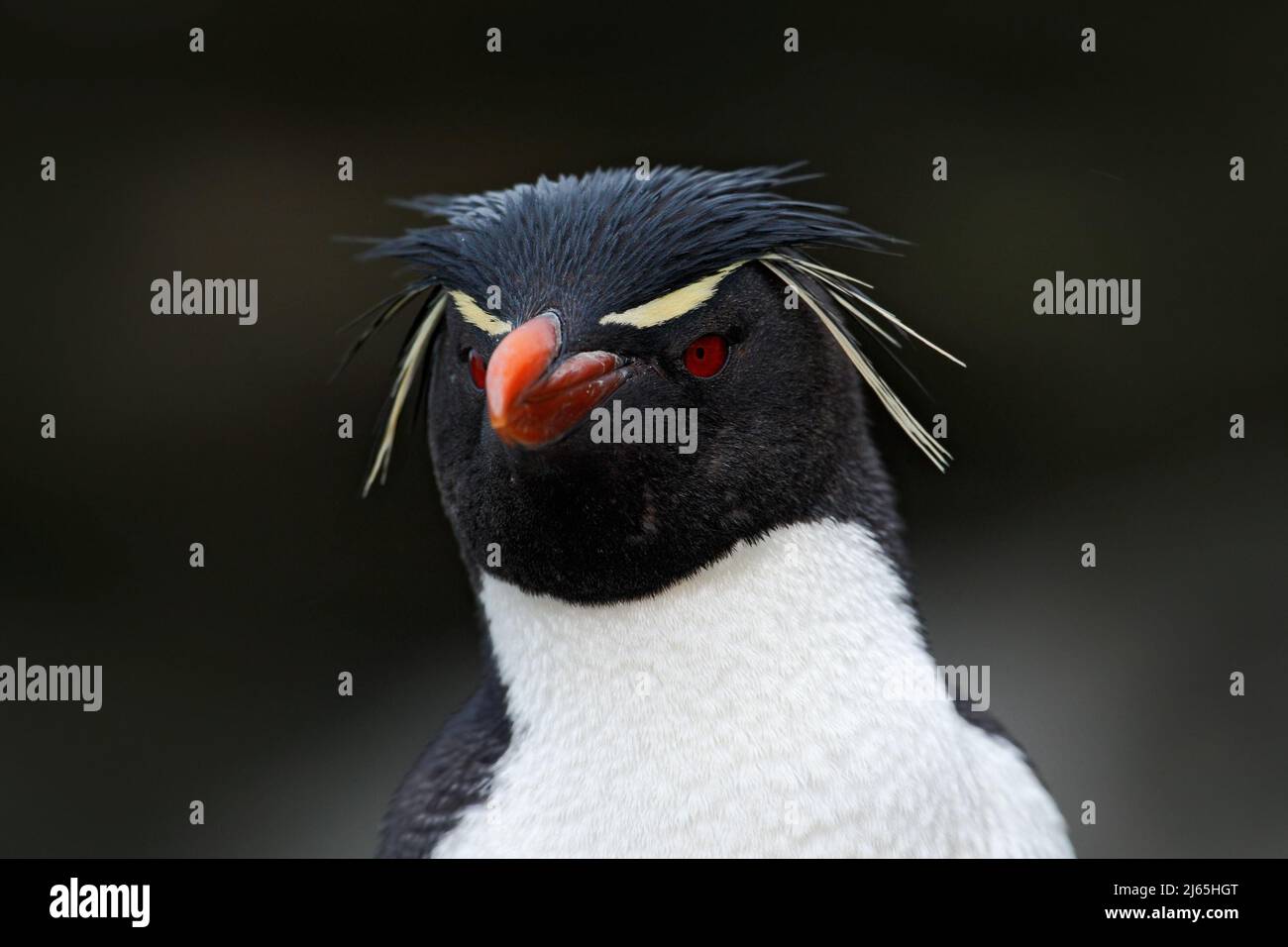 Pingouin de Rockhopper, Eudyptes chrysocome, portrait détaillé d'un oiseau rare, dans l'habitat naturel rocheux, oiseau de mer noir et blanc, Sea Lion Island, Falklan Banque D'Images