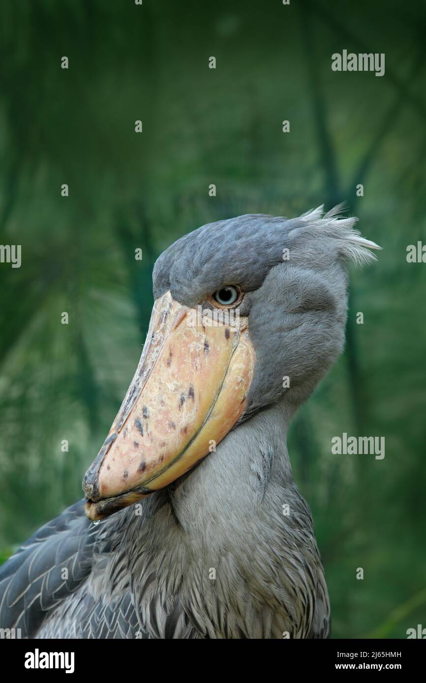 Portrait du grand oiseau de bec Shoebill, Balaeniceps rex, Ouganda Banque D'Images