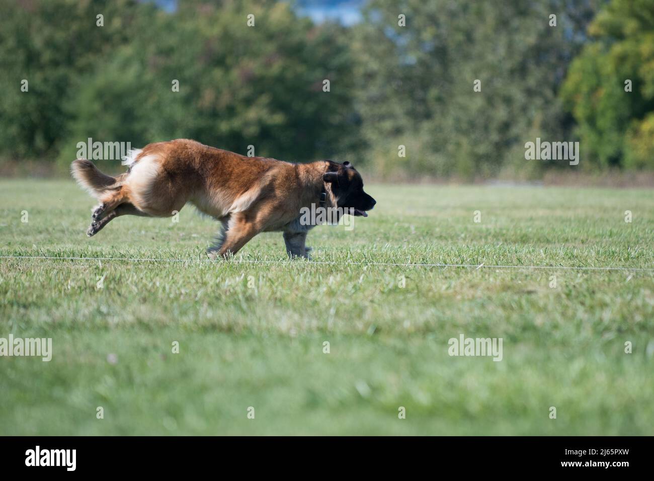 Leonberger traversant un champ herbeux Banque D'Images