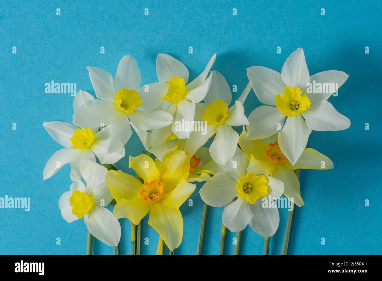Jonquilles blanches et jaunes sur fond bleu. Fleur avec centre orange.  Fleurs de printemps. Un simple bouton de jonquille. Bouquet Narcisse.  Concept floral Photo Stock - Alamy