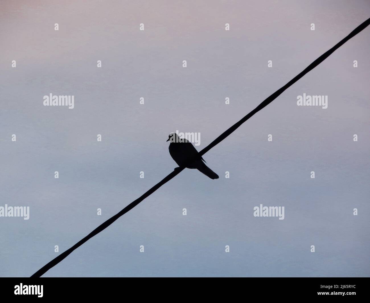 Un pigeon solitaire perche sur un fil téléphonique au crépuscule. Banque D'Images