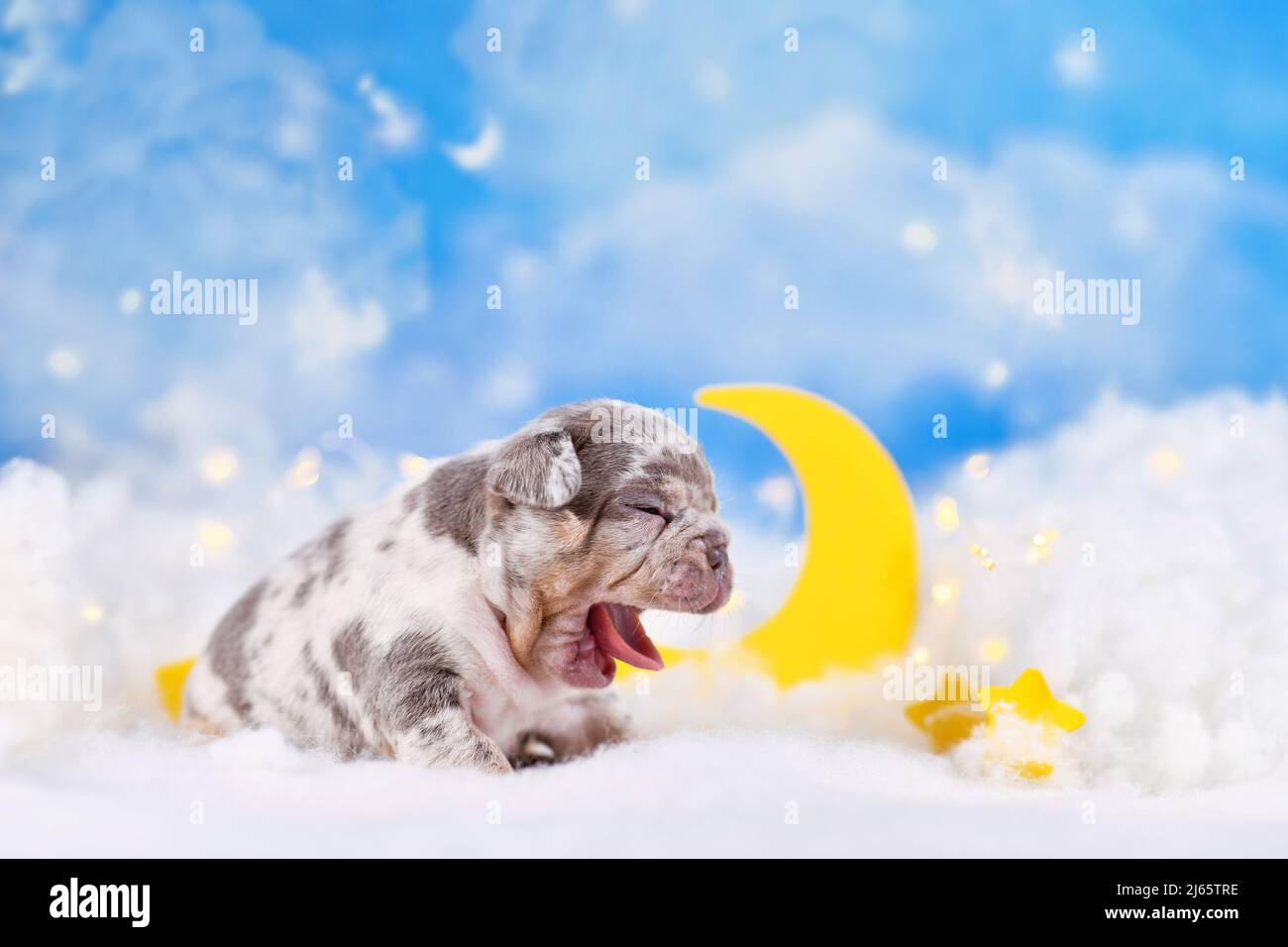 Chien de Bouledogue français bâillonnant chiot entre des nuages moelleux avec la lune et les étoiles Banque D'Images