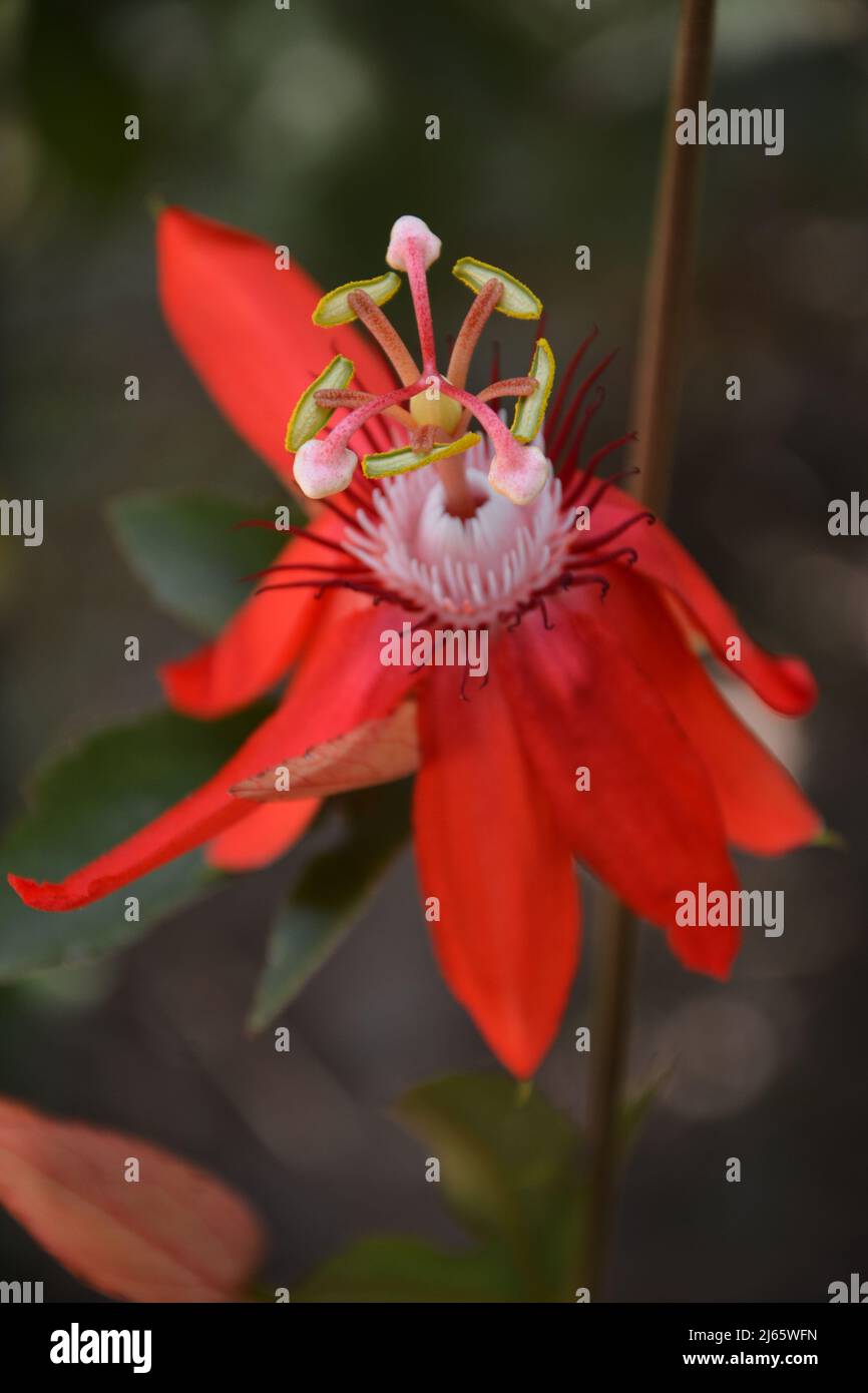 Fleurs rouges vibrantes sur une plante à vigne dans le temple de Borobudur Banque D'Images