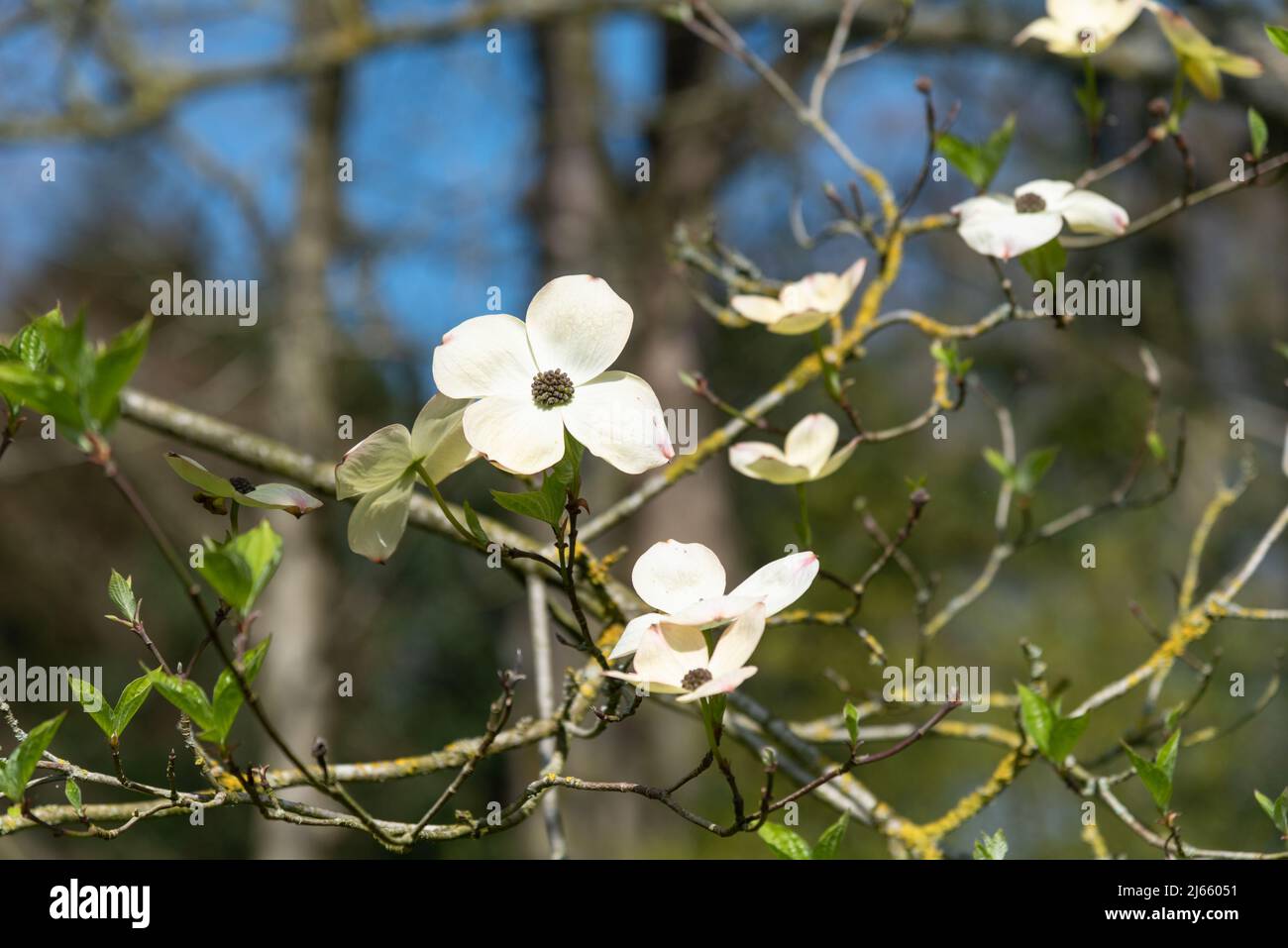 Kousa cornus blanc Banque D'Images