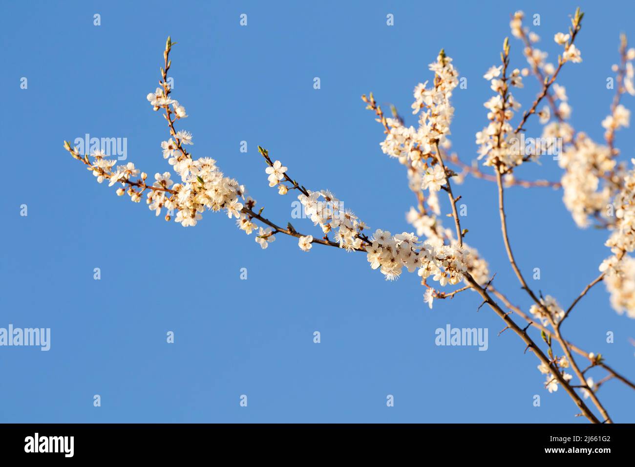 Branches florissantes de la damson, Prunus insititia contre ciel bleu clair Banque D'Images