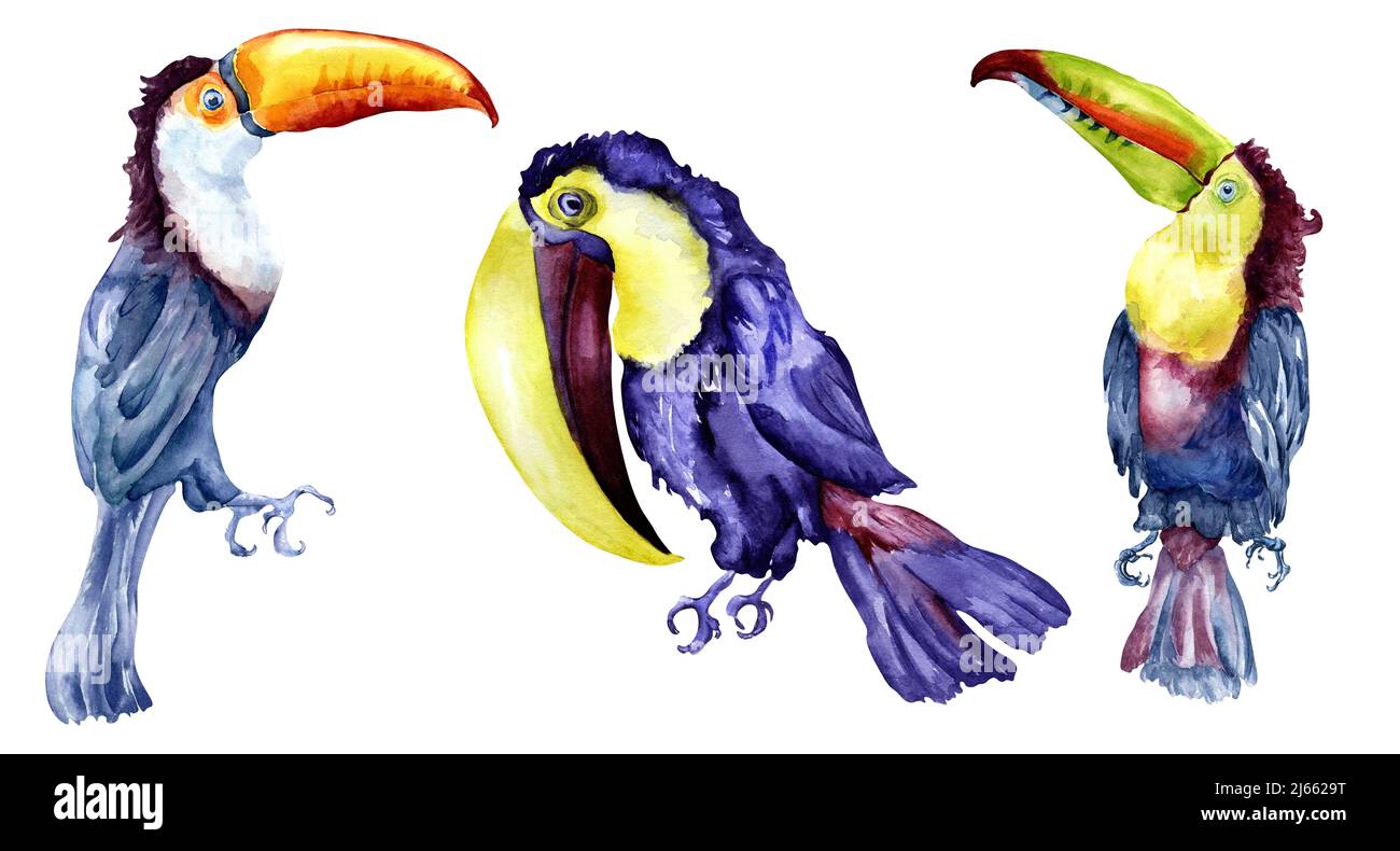 Ensemble de toucans exotiques oiseaux tropicaux aquarelle illustration, peint à la main divers oiseaux colorés avec grand bec, la vie des animaux multicolore pour la compositio Banque D'Images