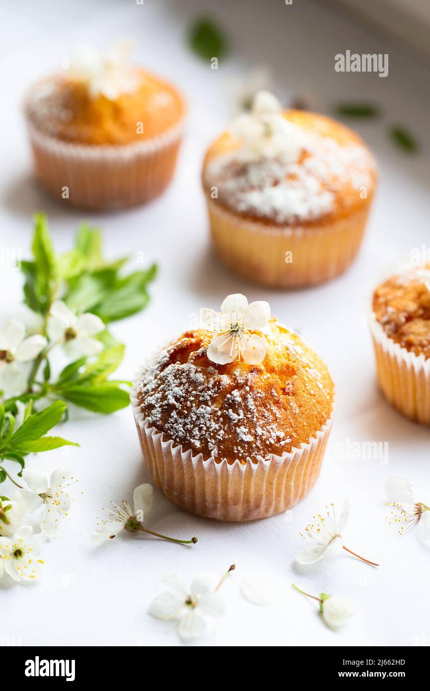 Muffins sucrés avec sucre en poudre et fleurs. Boulangerie maison. Muffins en capsules blanches décorées de fleurs d'arbres fruitiers. Boulangerie du printemps. Banque D'Images