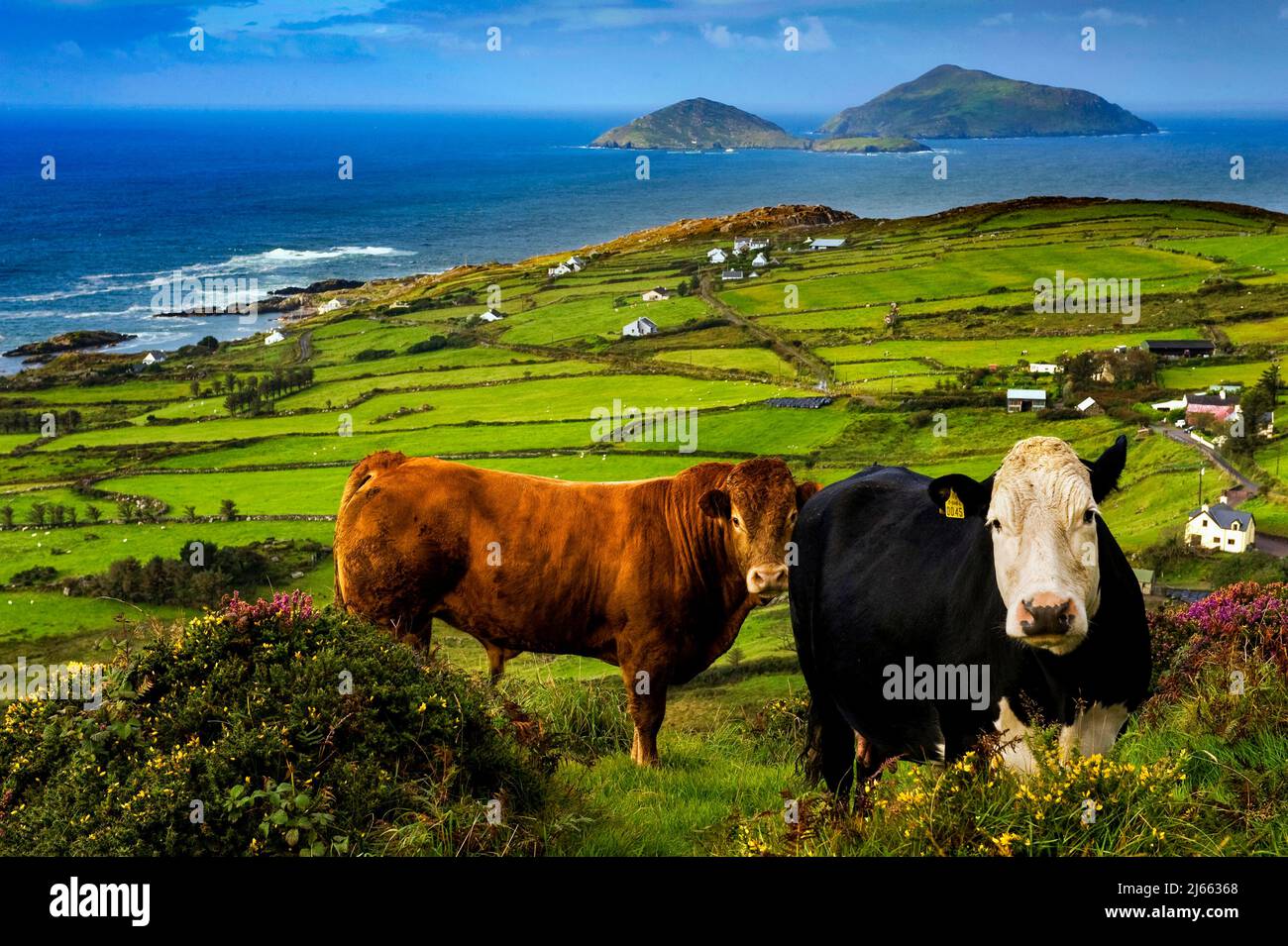 Bétail se tenant au-dessus de l'anneau de Derrynane Bay de Kerry, comté de Kerry, Irlande, Banque D'Images