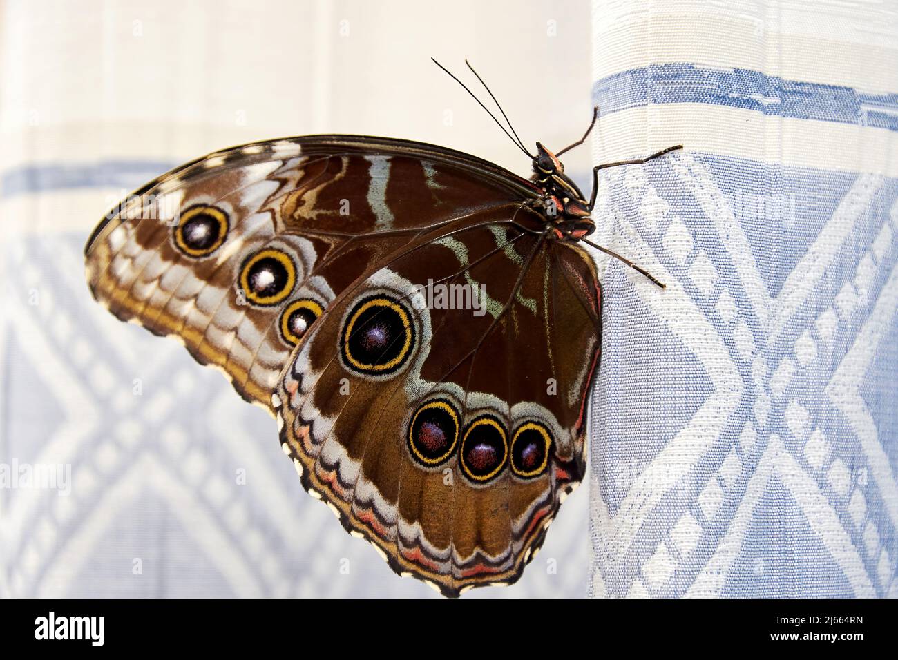 Grand papillon Morpho sur les rideaux bleus à l'intérieur. Animaux et insectes Banque D'Images