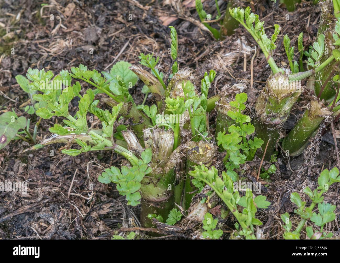 Feuilles de printemps et tiges coupées de Hemlock eau-Dropwort / Oenanthe crocata. Plante très toxique qui aime l'eau et l'une des plantes les plus toxiques du Royaume-Uni. Banque D'Images