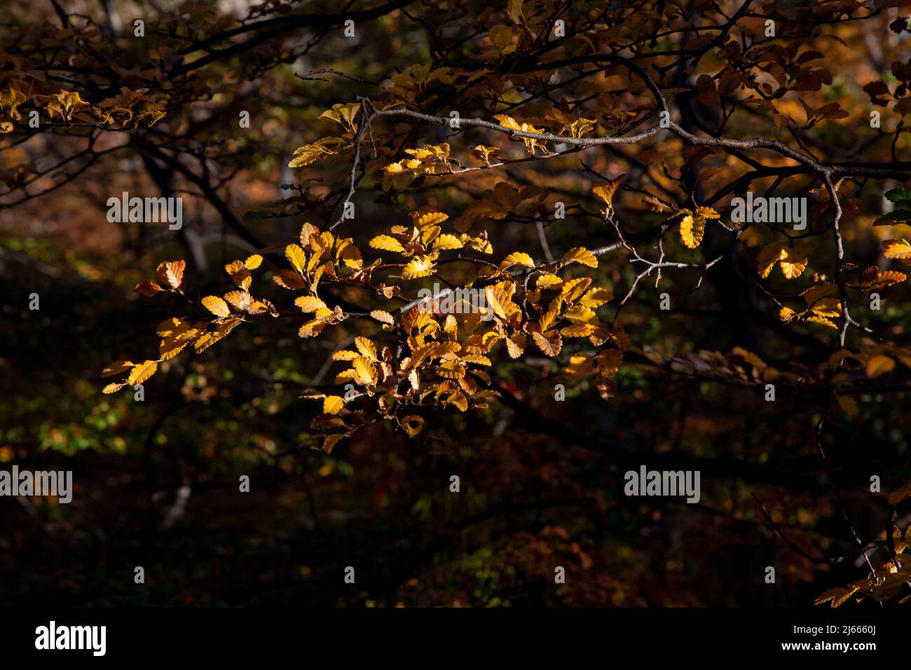 feuilles jaunes annonçant l'automne Banque D'Images