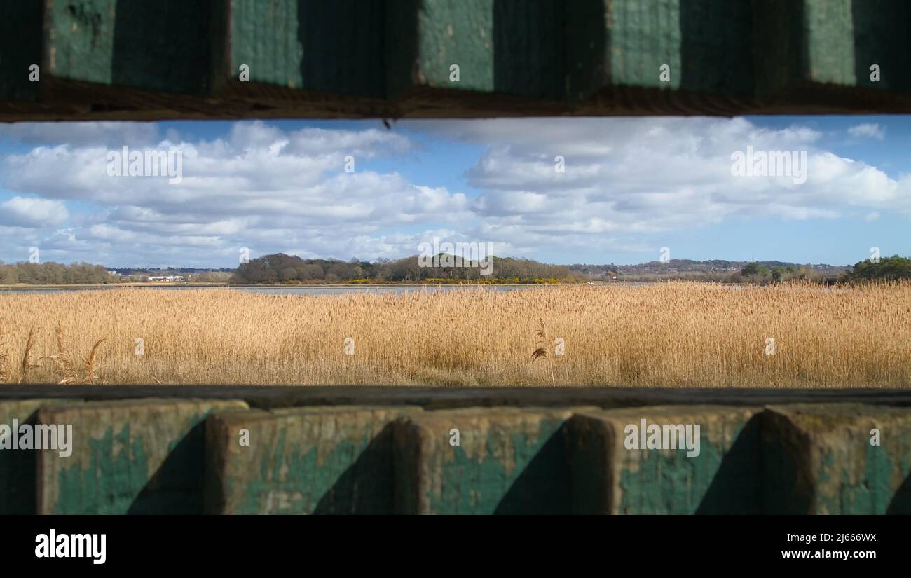 Vue de trous Bay Reed Beds et Salt Marsh à travers l'écran Masquer à Upton Country Park, Royaume-Uni Banque D'Images