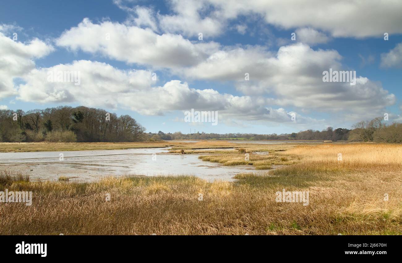 Reed Beds et Salt Marsh of Holes Bay, Poole Dorest, Royaume-Uni, face au parc Upton Country Park Banque D'Images