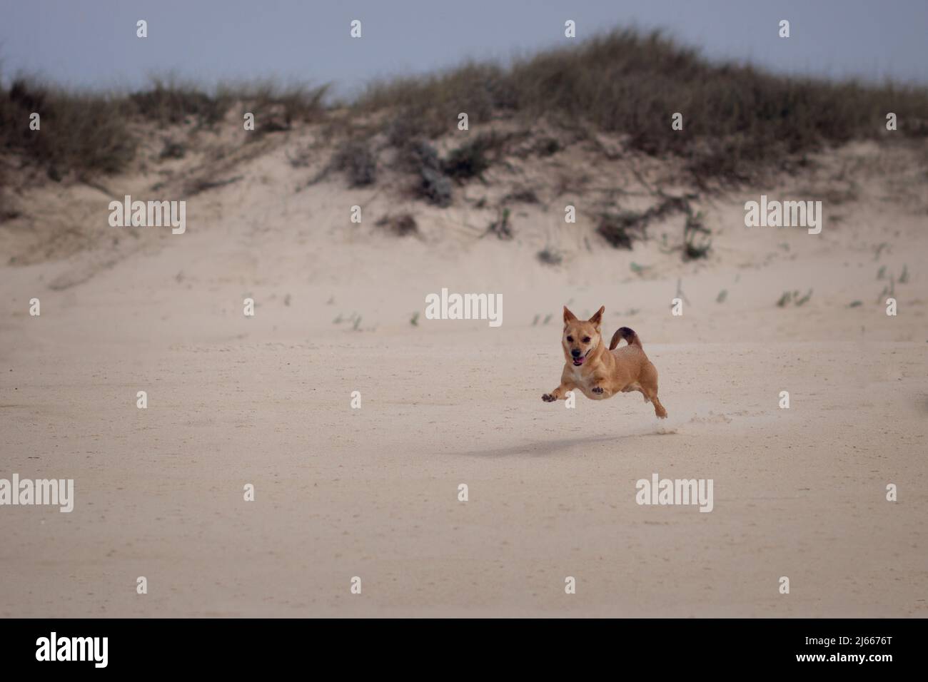 Un chien heureux de race mixte qui court à distance sur une dune de sable à la plage et qui profite de la liberté du plein air. Espace vide pour le texte Banque D'Images