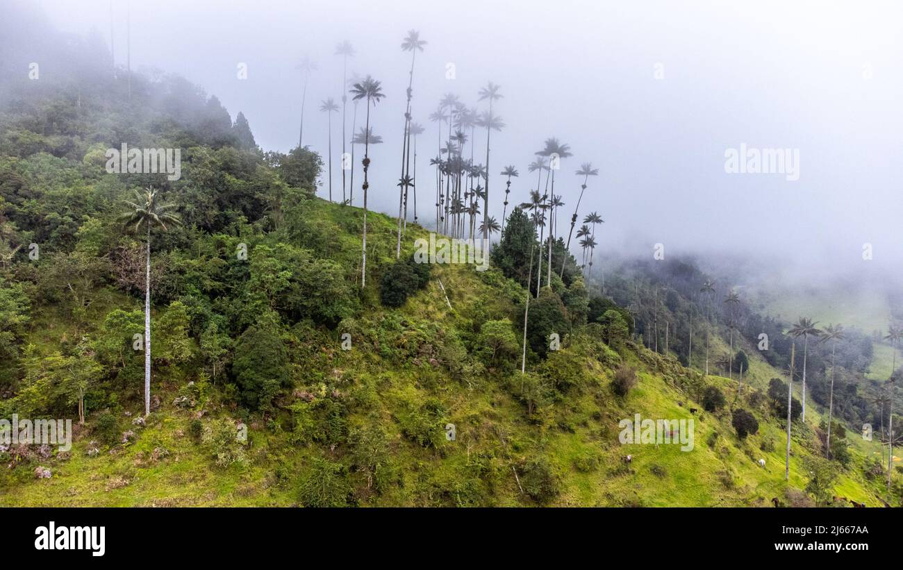 Valle de Cocora – Vallée des palmiers géants, Salento, Colombie Banque D'Images