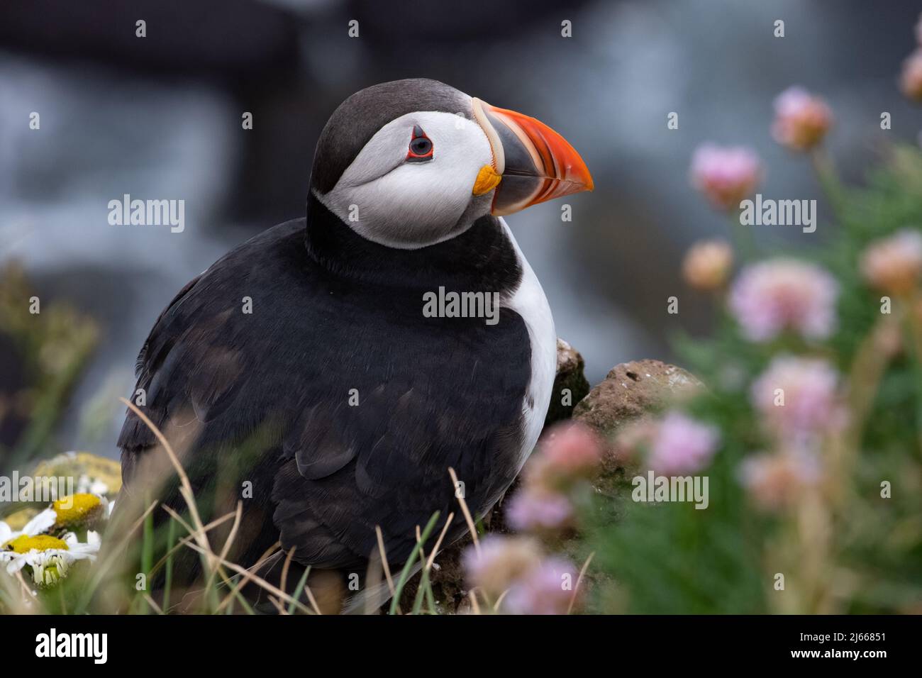 Papageitaucher auf Island - Puffin en Islande Banque D'Images