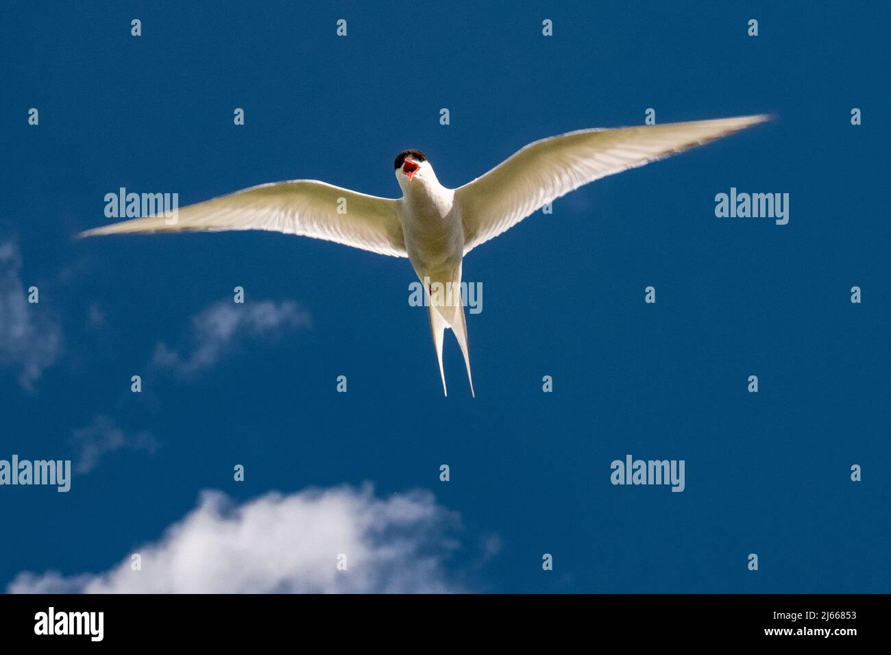 Eine Küsteseeschwalbe greft an UM ihr Nest zu teteridigen. Banque D'Images