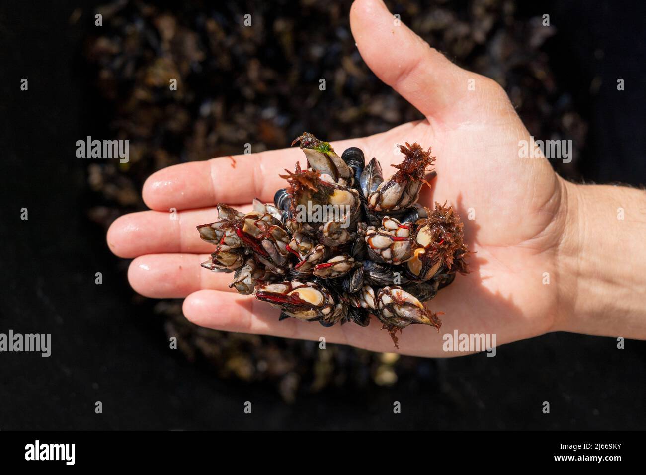 Bernaches connues sous le nom de perceves. Fruits de mer célèbres de la famille des crustacés Banque D'Images