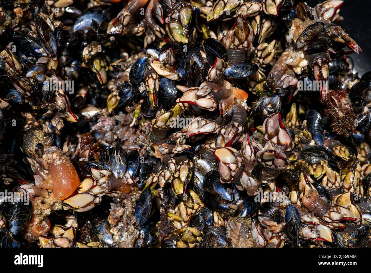 Bernaches connues sous le nom de perceves. Fruits de mer célèbres de la famille des crustacés Banque D'Images