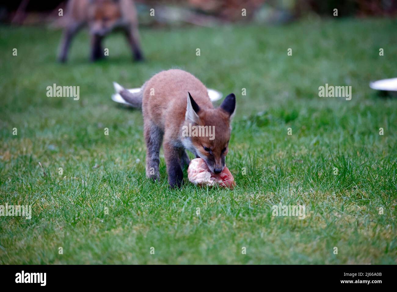 Une famille de renards urbains qui explorent le jardin Banque D'Images