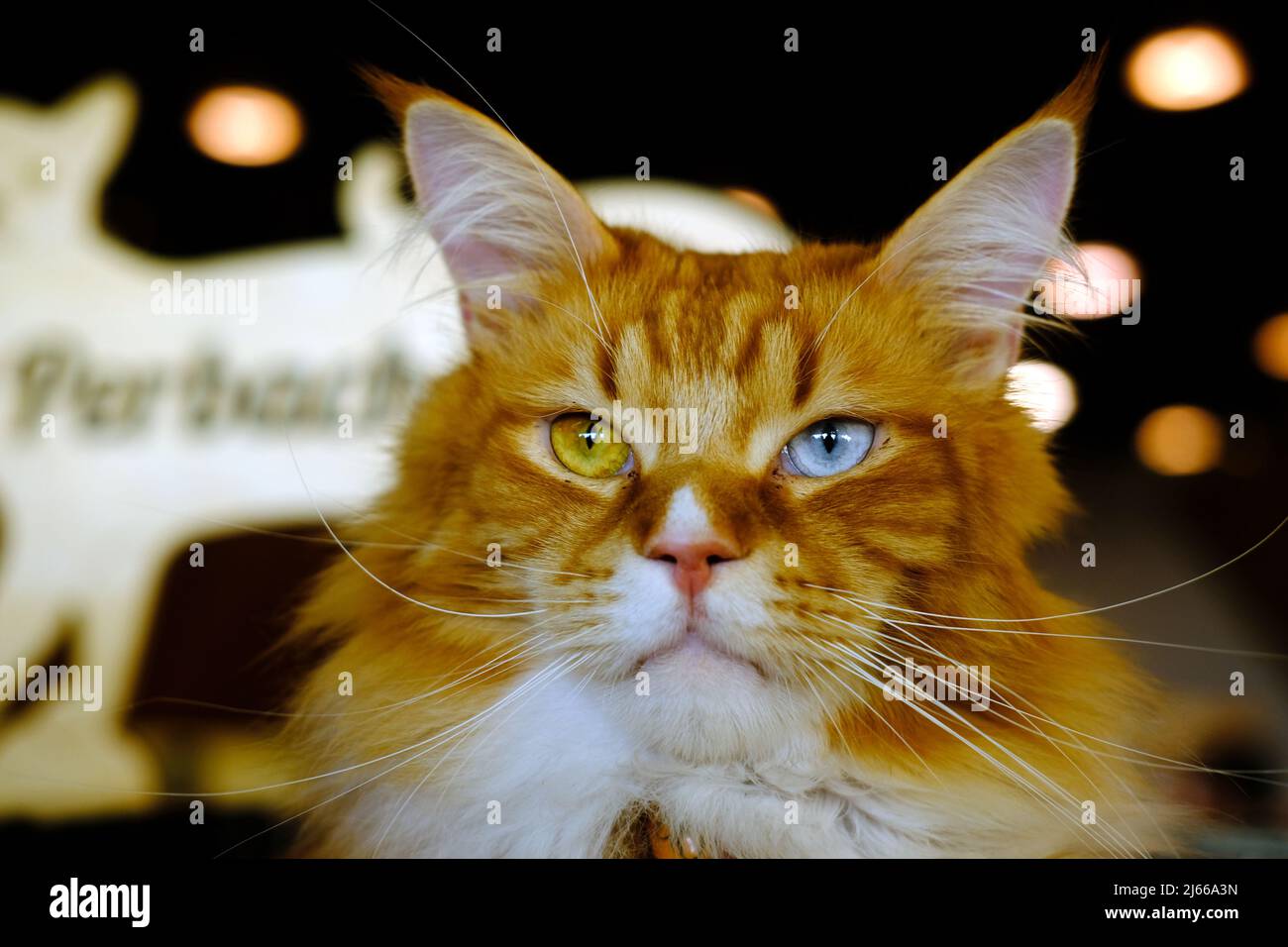 Les Plus Beaux Chats Du Monde Lors D Une Exposition A Venise Photo Stock Alamy