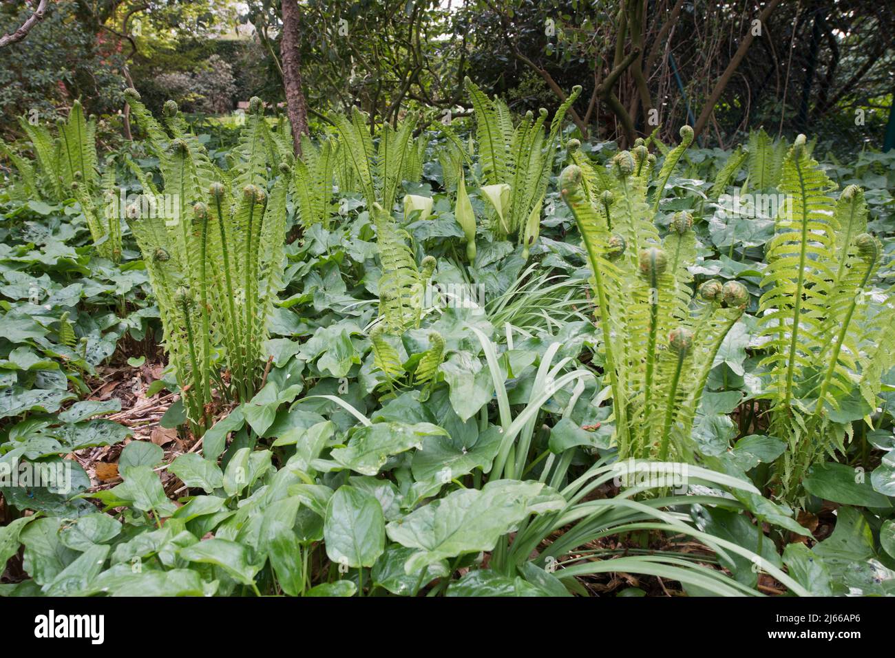 Straussfarn (Matteucia struthiopteris), Aronstab (Arum maculatum), Emsland, Niedersachsen, Allemagne Banque D'Images