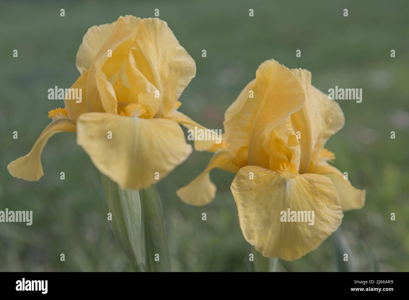 Zwergitis (Iris barbata nana), Emsland, Niedersachsen, Allemagne Banque D'Images