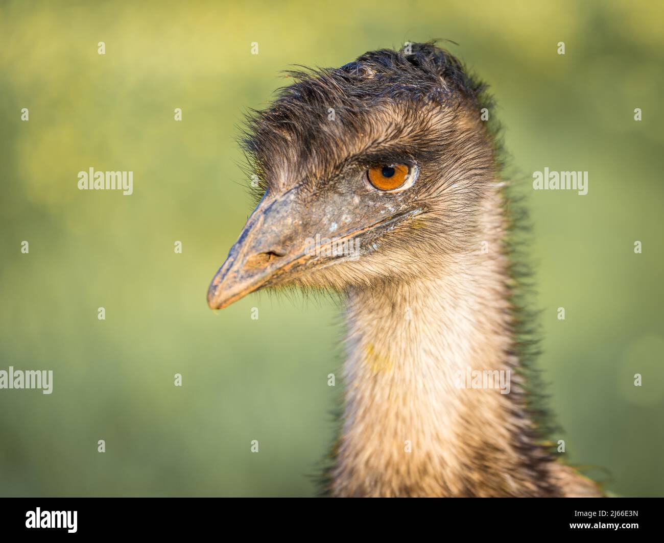 Grosser Emu (Dromaius novaehollandiae), Portraet, captif, Llubi, Majorque, Espagnol Banque D'Images