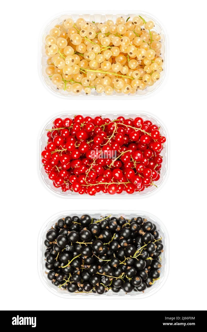 Variantes de cassis, en récipients en plastique. Baies de cassis, de cassis et de cassis, fruits sphériques de Ribes. Banque D'Images