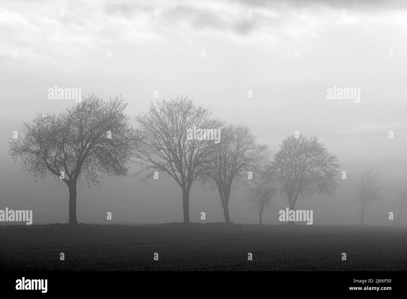 Laubbaueume, Baumreihe im Nebel, schwarzweiss, Nordrhein-Westfalen, Allemagne Banque D'Images