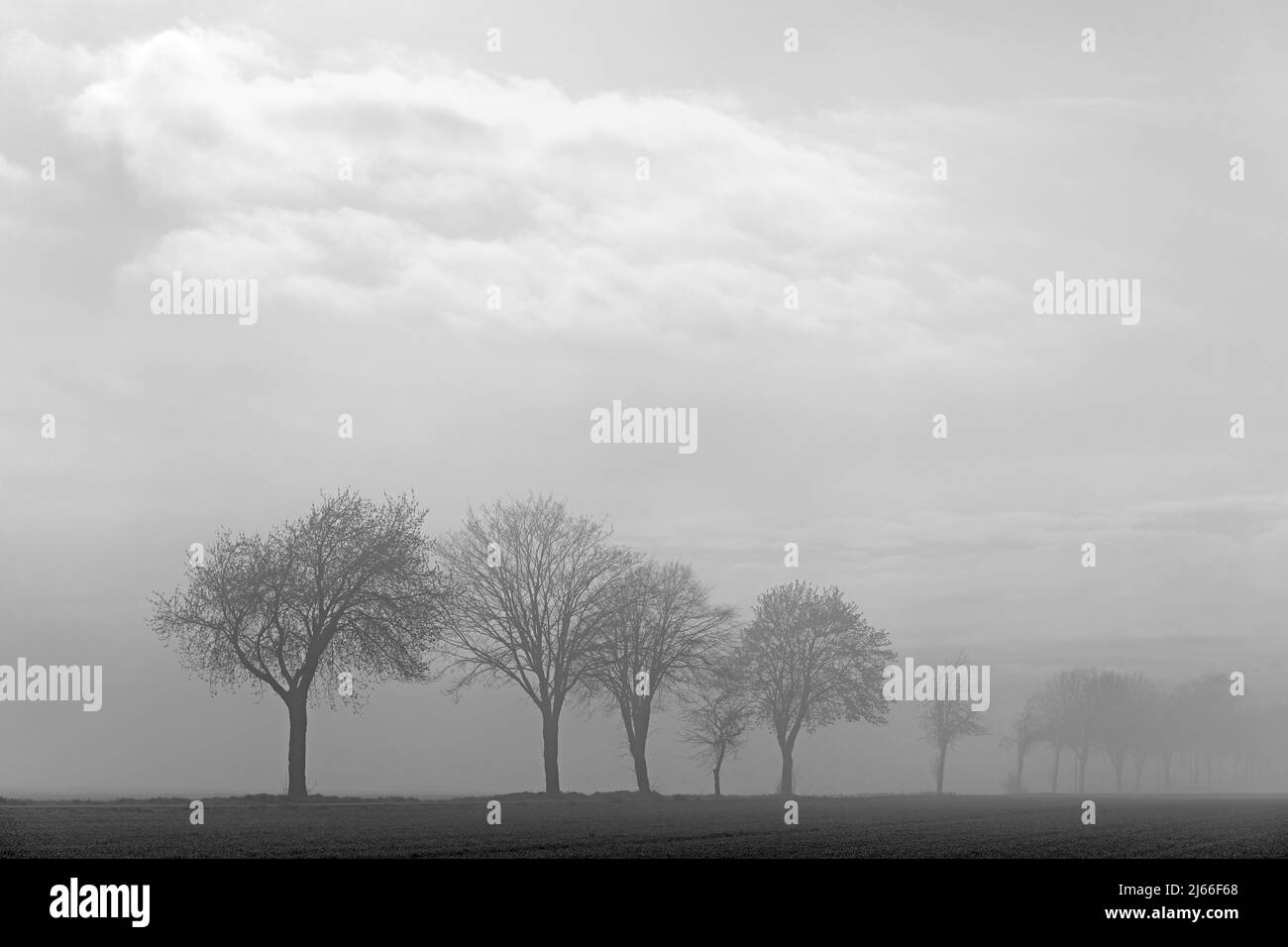 Laubbaueume, Baumreihe im Nebel, schwarzweiss, Nordrhein-Westfalen, Allemagne Banque D'Images