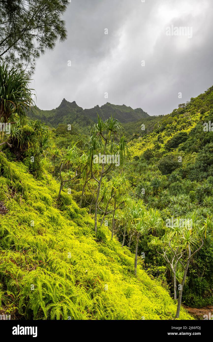 Sentier de l'entregot des Kalalau, côte de Na Pali, Napali Kueste, Kauai, Hawaï, ÉTATS-UNIS Banque D'Images