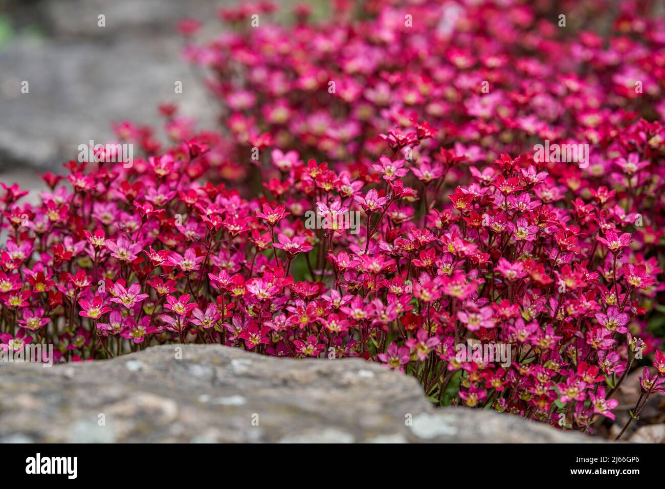 Rose rouge saxifraga arendsii rockred luxuriante fleur Banque D'Images