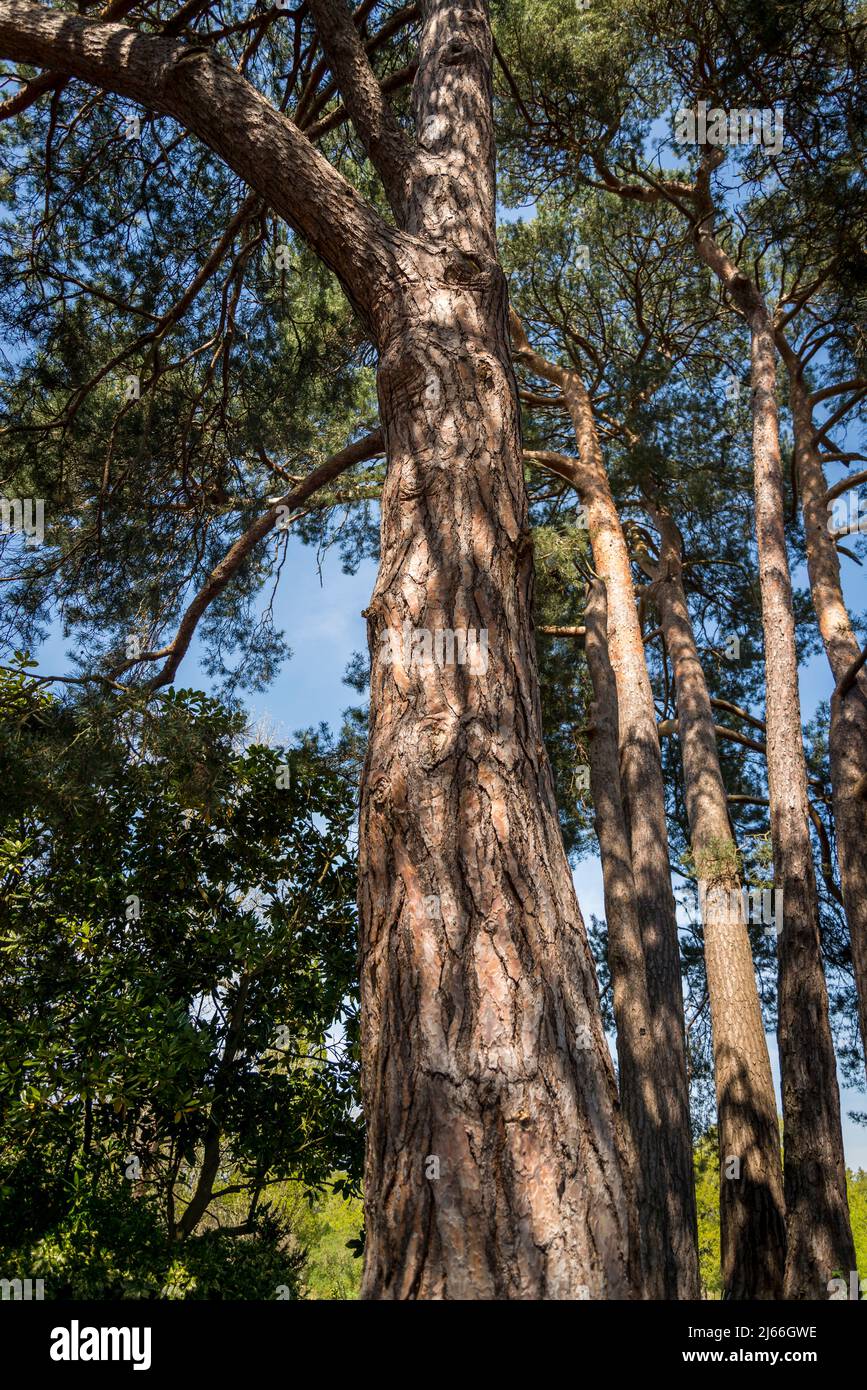 Pinus sylvestris, le pin sylvestre, le pin écossais ou le pin Baltique, est une espèce d'arbre de la famille des pins Pinaceae originaire d'Eurasie Banque D'Images